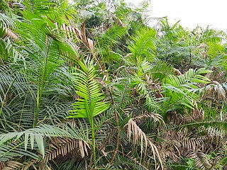 <i>Calamus tenuis</i> Species of palm