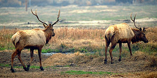 <span class="mw-page-title-main">Tule Elk State Natural Reserve</span> Protected area in California, U.S.