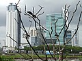 Buzzards in Tree with Highrise Backdrop - Panama Viejo - Panama City - Panama (11427539833).jpg