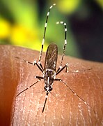 Aedes albopictus, el mosquito tigre, de la familia Culicidae