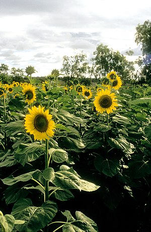 Sunflower crop in the Adelaide Hills