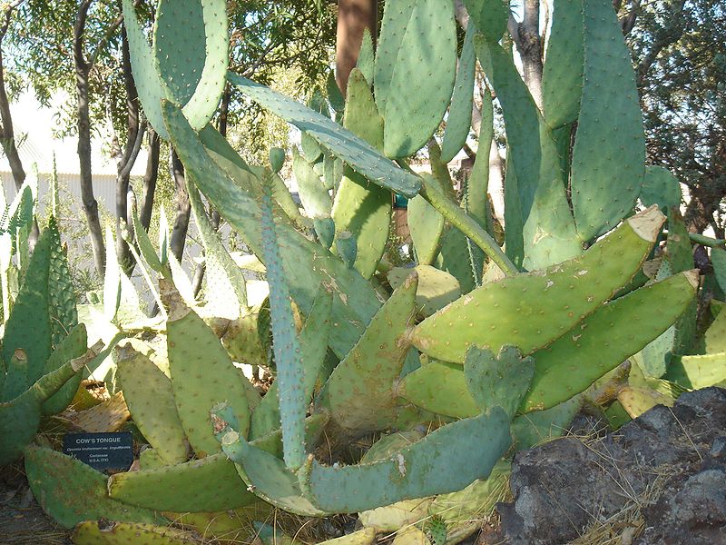 File:Cactaceae-cows tongue.jpg