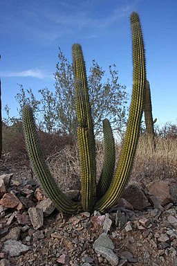 Cactus on the Cabeza prieta national wildlife refuge
