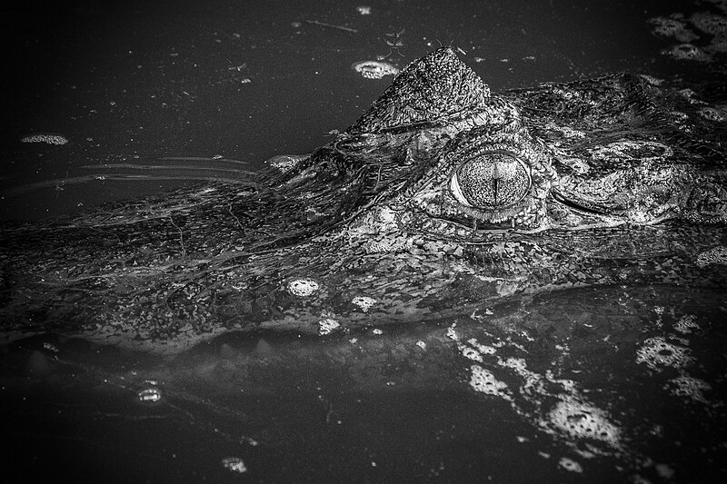 File:Caiman abstracto.jpg