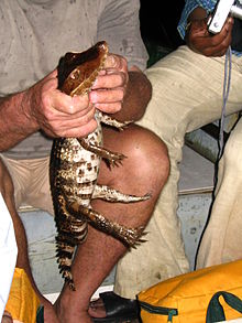 Caiman crocodilus kaw.jpg