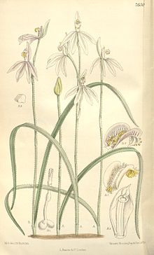 Caladenia carnea - Curtis' 124 (Ser. 3 no. 54) pl 7630 (1898).jpg