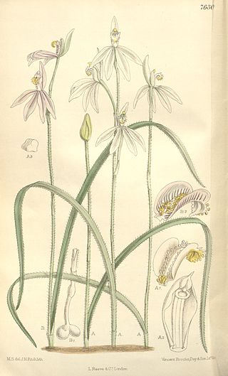 <span class="mw-page-title-main">Caladeniinae</span> Subtribe of orchids