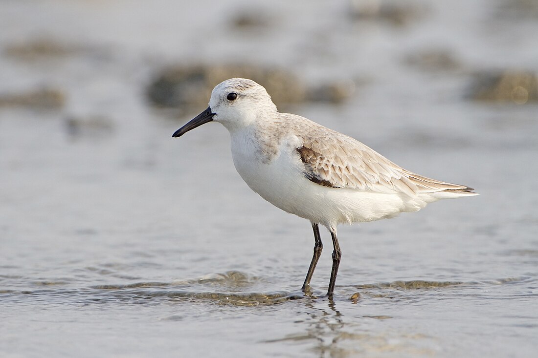 Calidris alba