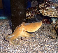 Octopus bimaculoides (Basse Californie et mer de Cortez)