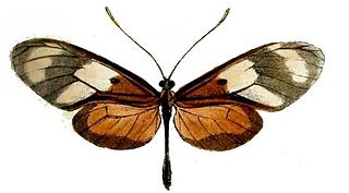 <i>Callithomia lenea</i> species of insect