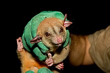 Close view of a bare-tailed woolly opossum Caluromys philander.JPG