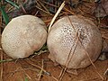 Calvatia cyathiformis