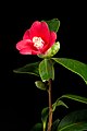 Camellia japonica 'Murage - 村下'