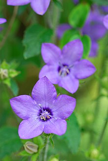 Campanula primulifolia.JPG