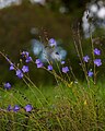 Rundblättrige Glockenblume