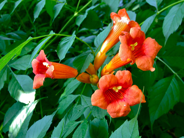 File:Campsis radicans (Trumpet creeper).JPG - Wikimedia Commons