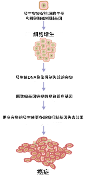 File:Cancer requires multiple mutations from NIH.png