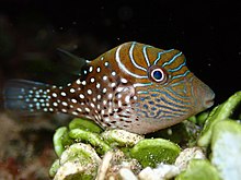 Canthigaster amboinensis - Ambon-Spitzkopfkugelfisch 180896084.jpg