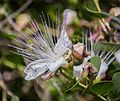 Capparis spinosa