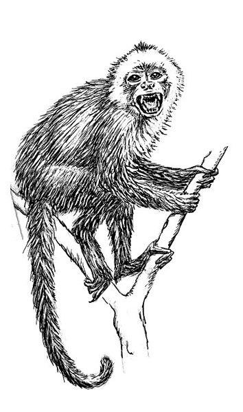 File:Capuchin ( Monkey) (PSF).jpg