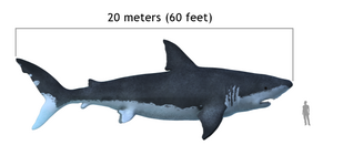 El megalodon, ya extinto, se asemeja a un gran tiburón blanco