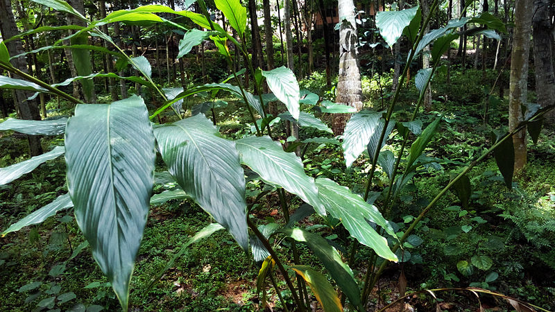 File:Cardamom Plant ( One year Old).jpg