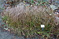 Carex liparocarpos - Botanischer Garten, Dresden, Germany - DSC08667.JPG