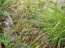 Carex maximowiczii gouso.jpg