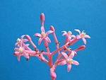 Carica parviflora male flowers.jpg