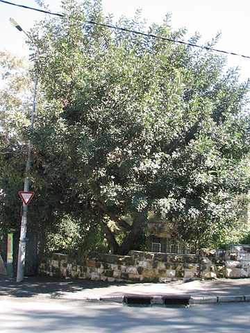 Carob tree in Jerusalem