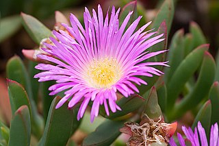 <i>Carpobrotus aequilaterus</i> Species of succulent