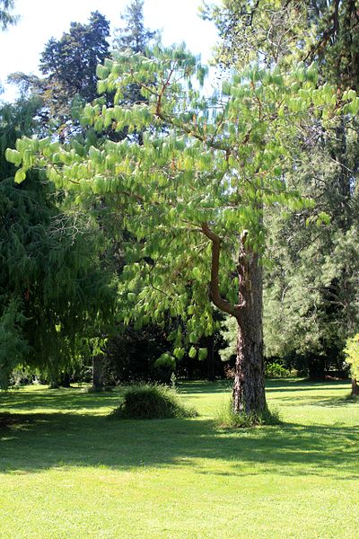 File:Caserta jardín inglés. 31.JPG