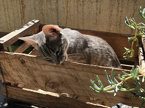 A grey cat inside a wooden box