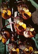 Catasetum longifolium