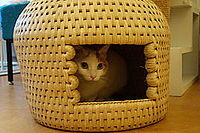 猫ちぐら - Wikipedia