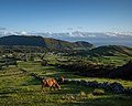 Image 1003Cattle (Bos taurus), Caldeira, Graciosa Island, Azores, Portugal