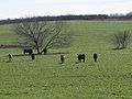 Cattle grazing southwest of Charlotte, TX IMG 2514.JPG