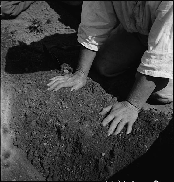 File:Centerville, California. Hands of woman farm- worker preparing soil for transplanting tomato plants . . . - NARA - 537591.jpg