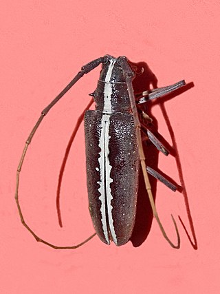 <i>Taeniotes scalatus</i> Species of beetle