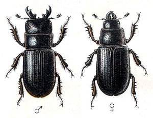 Bark shredder (Ceruchus chrysomelinus)