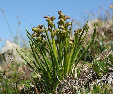 Chamorchis_alpina