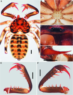 Description de l'image Charinus gertschi (10.5852-ejt.2021.772.1505) Figure 29.png.