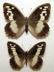 Chazara briseis Linnaeus, 1764.jpg