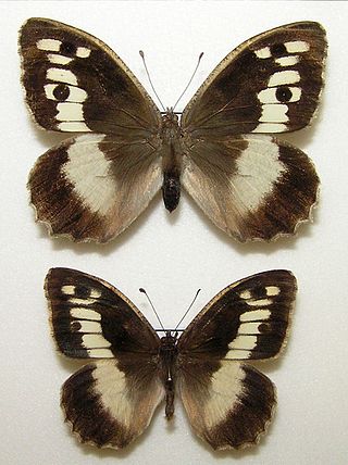<i>Chazara</i> Genus of butterflies