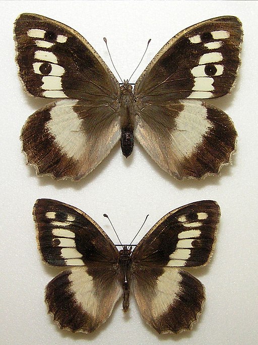 Chazara briseis Linnaeus, 1764