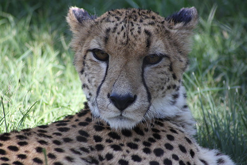 File:Cheetah (4193406176).jpg