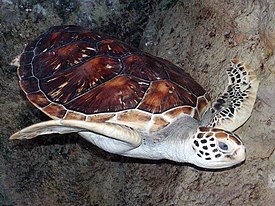 Groene schildpad (Chelonia mydas)