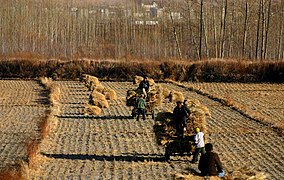 Traditionelle Weizenernte in China