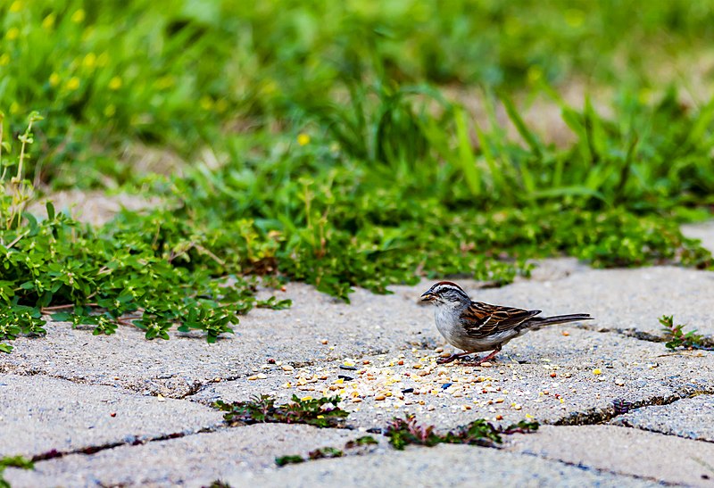 File:Chipping Sparrow (43822780841).jpg