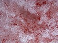 Détail d'algue des neiges rouge.